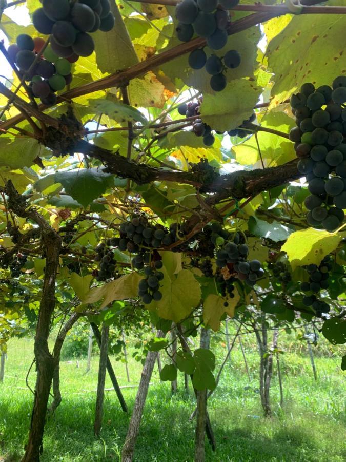 Sitio Vale Dos Vinhedos Villa Bento Goncalves Luaran gambar